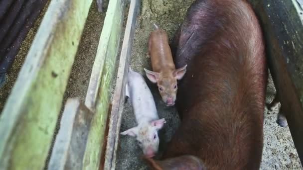 Panorama sur le dessus à grande truie avec de nombreux petits porcelets reposant dans le enclos des porcs — Video