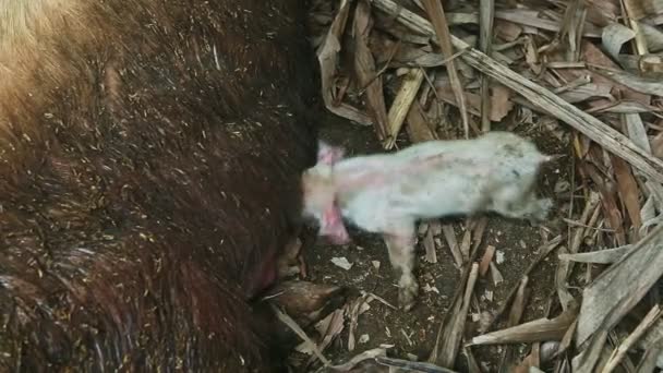 Een kleine pasgeboren roze biggetje zuigt moedermelk van grote bruine slapende zeug — Stockvideo