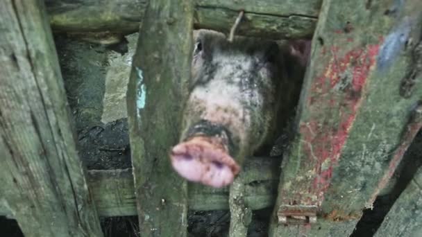 Grande curioso cerdo adulto sucio hocico mira a la cámara a través de esgrima de madera — Vídeos de Stock