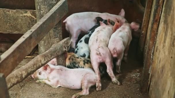 Крупним планом маленькі рожеві і плямисті поросята, що відпочивають разом біля коричневого волохатого свиноматки — стокове відео