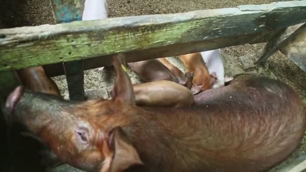 Vista superior en muchos lechones pequeños chupar la leche materna de una gran cerda peluda marrón — Vídeo de stock