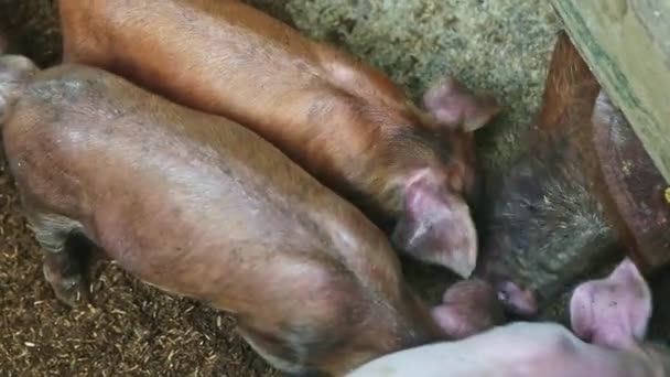 Widok z góry zbliżenie wiele małych prosiąt imbirowych jeść jedzenie z podłogi w padoku świń — Wideo stockowe