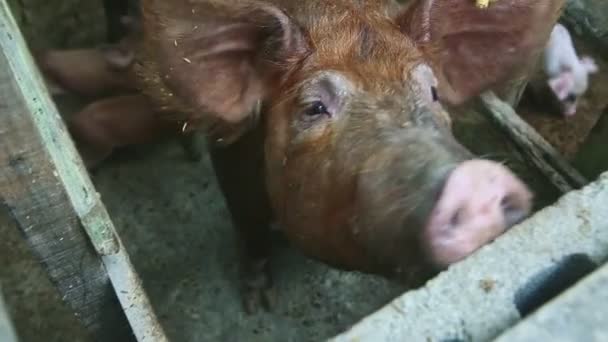 Vue de dessus gros plan marron museau de porc domestique regarde la caméra de clôture en bois — Video