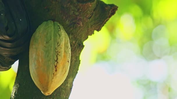 Closeup amarelo maduro cacau fruta pendurada no galho da árvore com folhas verdes — Vídeo de Stock