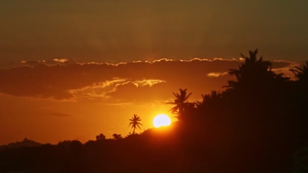 Primo piano grande sole giallo che tramonta dietro le silhouette delle palme in riva al mare — Video Stock