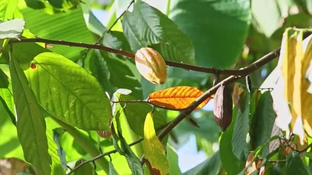 Wind shakes branches with green leaves and ripe yellow cacao fruits — Stock Video