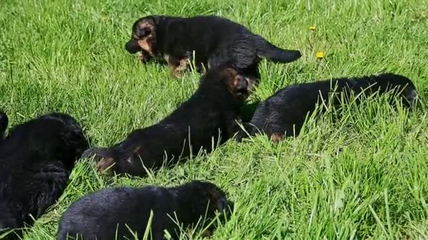 Panorama en poco negro pastor alemán cachorros gatear juntos en verde hierba — Vídeos de Stock