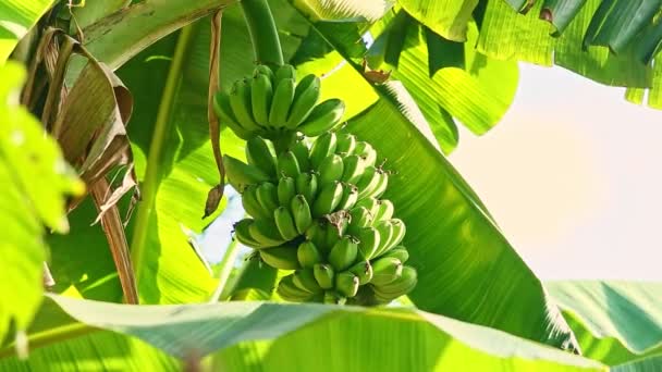 Vento closeup treme ramo com pequenas bananas verdes e grandes folhas verdes — Vídeo de Stock