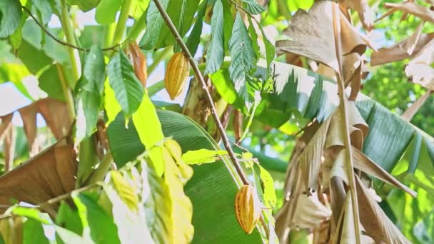 Wind shakes branches with green leaves and two ripe yellow cacao fruits — Stock Video