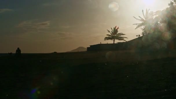 Sterke wind schudt kokosnoot palmblad silhouetten met fel zonlicht — Stockvideo