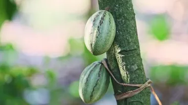 closeup wind shakes two green ripe cacao fruits on branch with green leaves