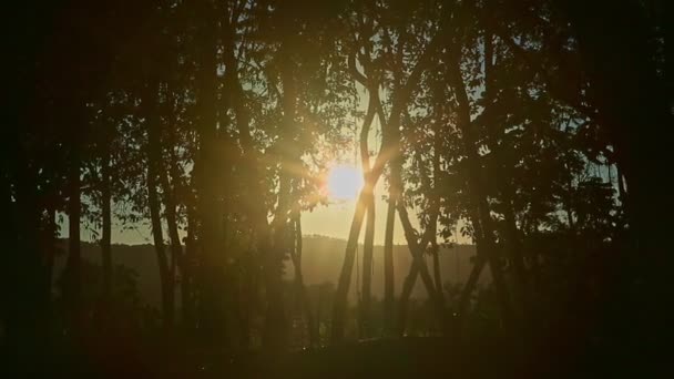 Gros plan lumineux coucher de soleil briller à travers les branches d'arbres tropicaux silhouettes — Video