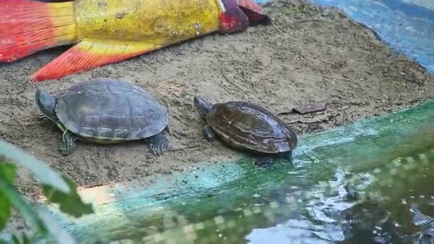 Langzaam panorama op twee schildpadden rustend op grijs zand naast zwembad — Stockvideo