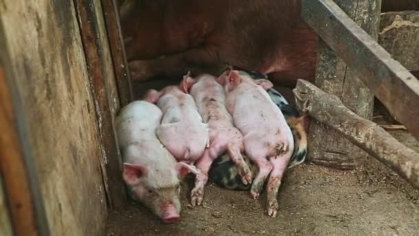 Närbild grupp av små rosa och fläckiga smågrisar sover tillsammans bredvid brun sugga — Stockvideo