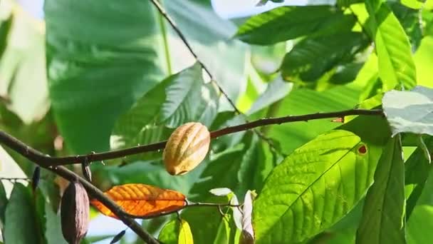 Wind shakes branches with green leaves and ripe yellow cacao fruits — Stock Video