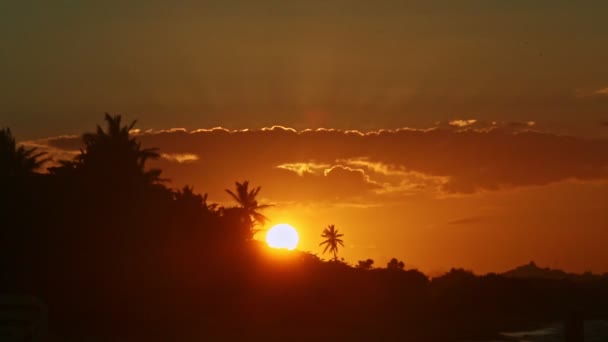Primo piano grande sole giallo che tramonta dietro le silhouette delle palme in riva al mare — Video Stock