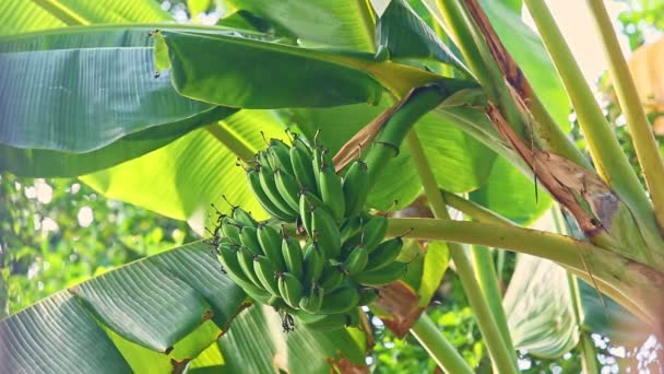 特写镜头风摇曳枝干，枝叶细小、未成熟的绿色香蕉和大叶 — 图库视频影像