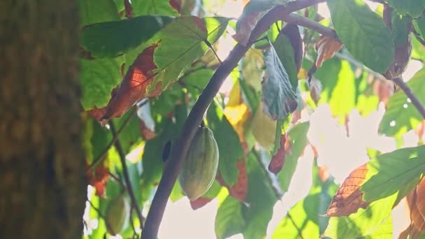 Eine gelbe Kakaofrucht hängt am Ast eines tropischen Baumes gegen grelles Sonnenlicht — Stockvideo