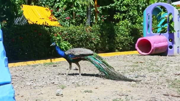 Beautiful big male peacock hides in large green bushes — 비디오