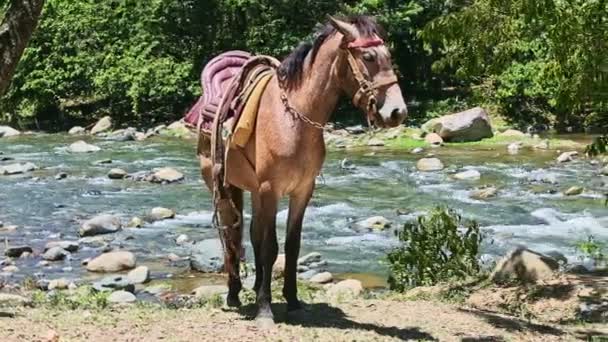 Panorama em gengibre cavalo doméstico com sela rural fica na margem do rio montanha — Vídeo de Stock