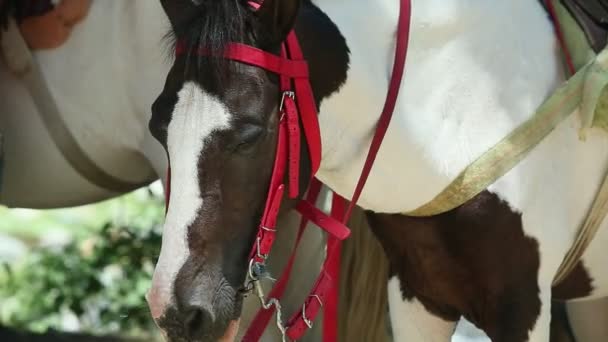 Macro ver retrato de pequeño blanco y marrón manchado caballo ensillado descansando — Vídeos de Stock