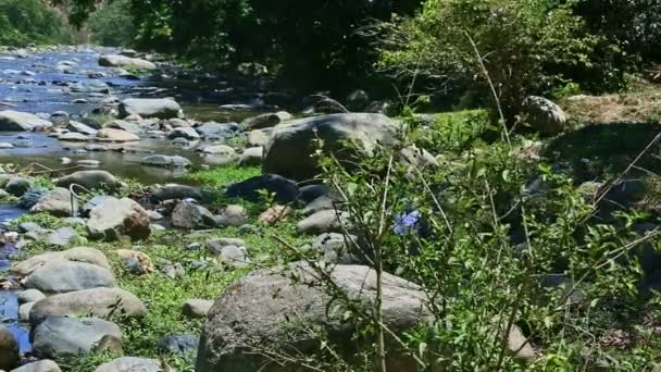 Närbild panorama precis vid bred bergsbäck med stora stenforsar — Stockvideo