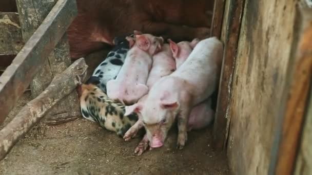 Closeup little pink and spotted piglets resting together with brown hairy sow — Stock Video