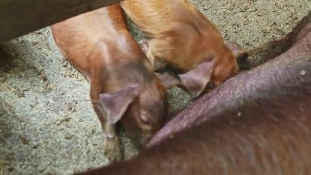 Vista superior primer plano pequeños lechones jengibre chupar la leche materna de cerda peluda marrón — Vídeos de Stock