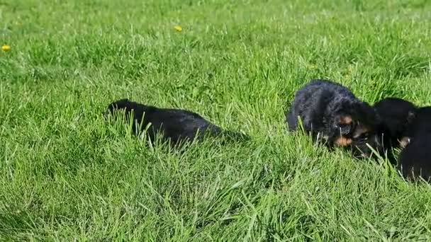 Primer plano panorama en poco negro pastor alemán cachorros relajarse en hierba verde — Vídeos de Stock