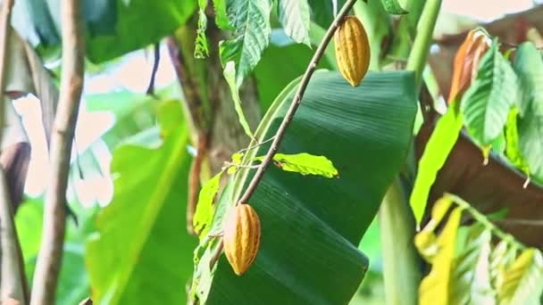 Uitzoomen van takken met groene bladeren en rijpe gele cacaovruchten — Stockvideo