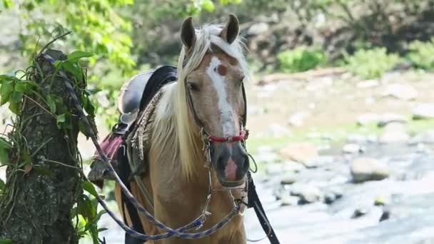 Large beige domestic horse with white mane resting in tropical forest shadow — Stock Video