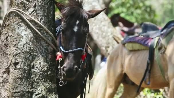 Zbliżenie ostrość w na duży brązowy koń przywiązany do tropikalnego drzewa spoczywa w cieniu lasu — Wideo stockowe