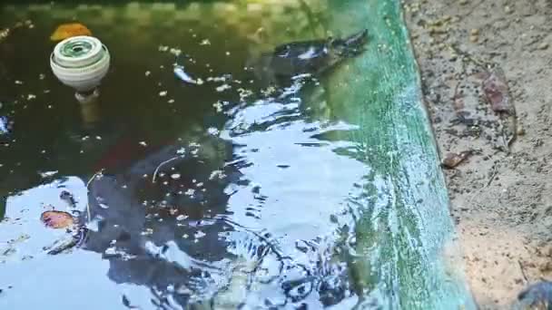 Human hand gives pet food to water turtles swimming in homemade pond — Stock Video