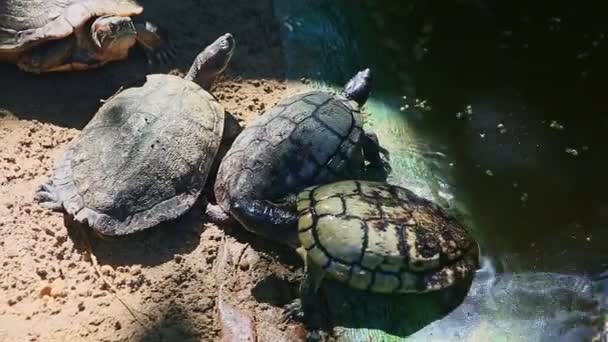 Four large water turtles rest on gray sand near handmade green pond — Stock Video