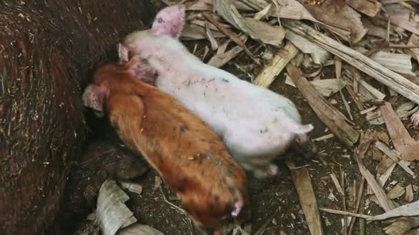Два поросенка сосут материнское молоко с грязной спящей свиньи — стоковое видео