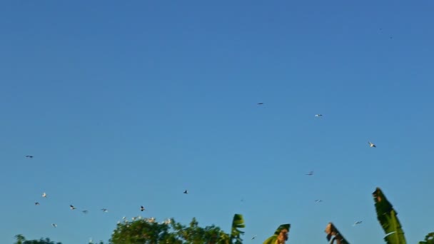 Panorama Many Large White Tropical Birds Fly Big Green Palm — Stock Video