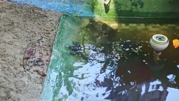 Top View Close Veel Waterschildpadden Zwemmen Groene Handgemaakte Vijver Met — Stockvideo