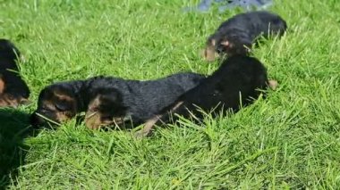 Pek çok küçük siyah Alman çoban köpeği yeşil çimlerde dinleniyor.
