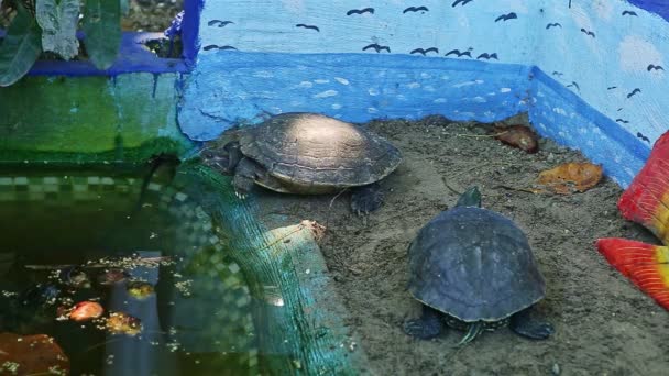 Primer plano dos tortugas de agua descansan cerca de la piscina verde hecha a mano — Vídeos de Stock
