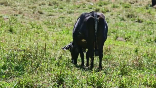 Focus in on black domestic cow milk eats fresh grass at summer green field — Stock Footage Focus Black Domestic Cow Milk Eats Fresh Grass Summer Green Stock Video