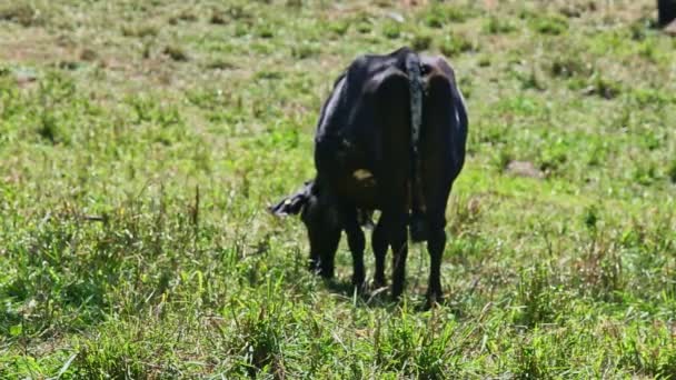 Foco Leite Vaca Doméstico Preto Come Grama Fresca Campo Verde — Vídeo de Stock