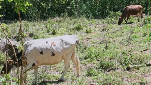 panorama lent sur différentes vaches domestiques mangent de l'herbe fraîche au champ vert d'été 