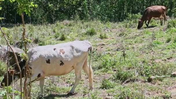 Lentamente panorama en diferentes vacas domésticas comer hierba fresca en el campo verde de verano — Vídeos de Stock