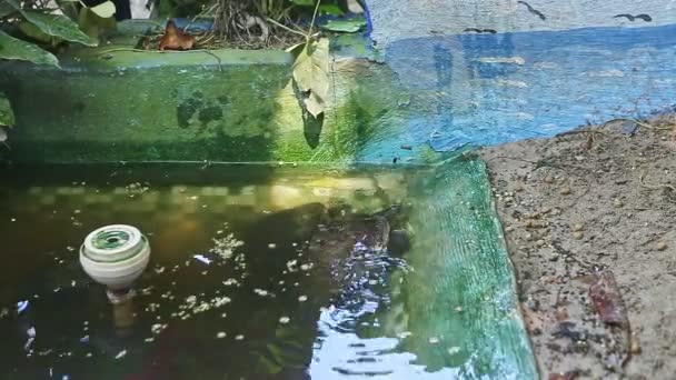 Closeup many water turtles swimming in homemade green pond — Stock Video