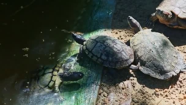 Closeup large water turtle climbs out from handmade green pond on gray sand — Stock Video