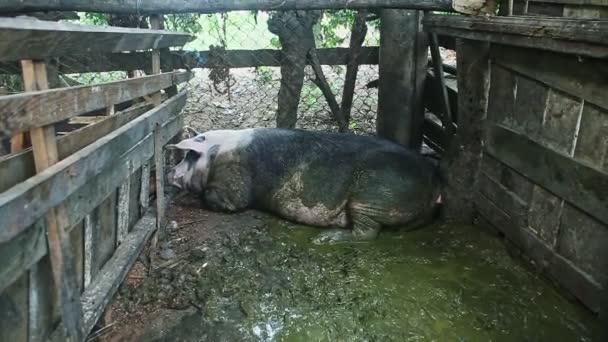 Взрослая большая грязная свинья черно-белая пятнистая свинья спит в свинарнике — стоковое видео