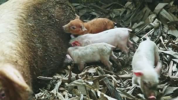 Muchos lechones pequeños chupan la leche materna de la cerda grande que duerme en el paddock porcino — Vídeo de stock