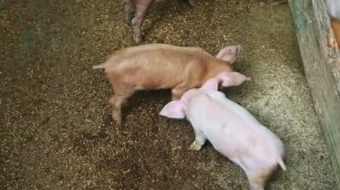 Kuru zeminde yiyecek arayan pek çok küçük domuzcuğun üst manzara manzarası