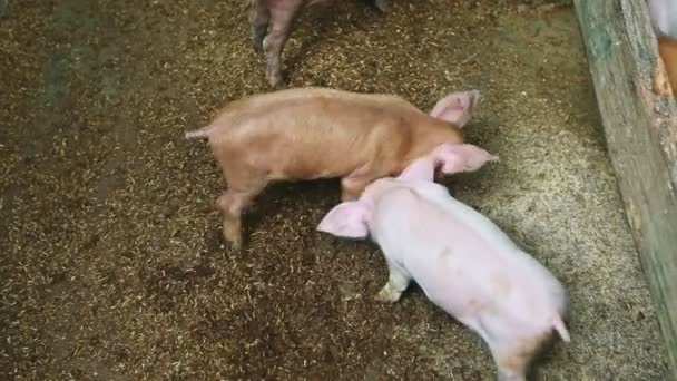 许多小猪在干燥的地板上觅食，俯瞰全景 — 图库视频影像