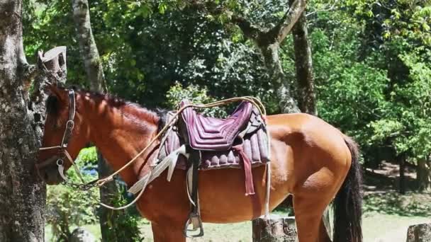 Stor brun inhemsk häst med lantlig sadel vilar i skogsskugga — Stockvideo